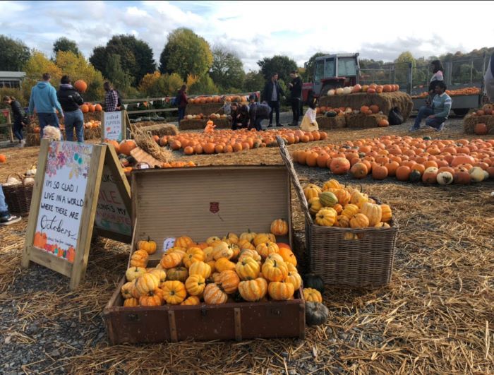 Pumpkins at the Christmas Tree Farm Chesham Bucks Buckinghamshire